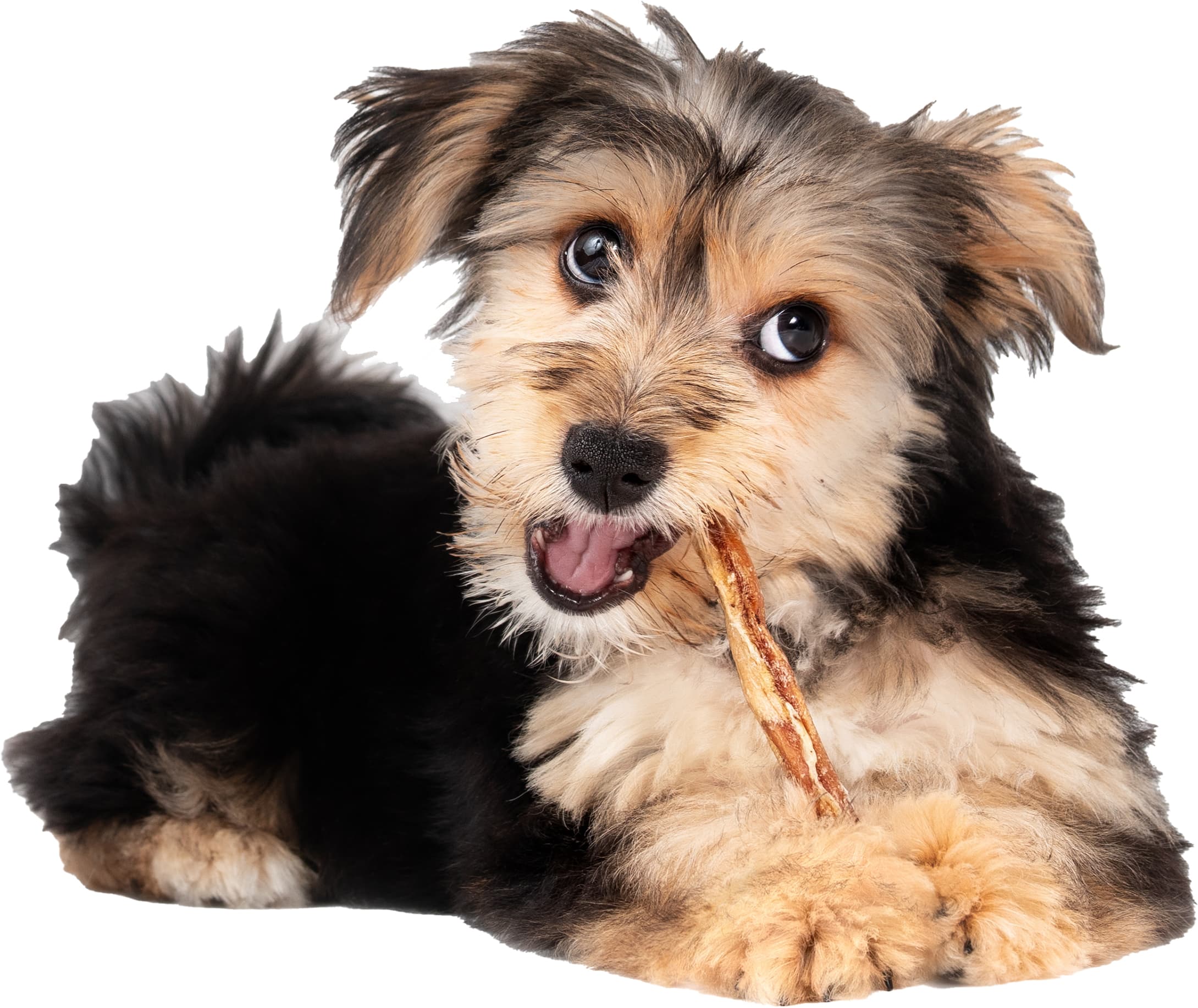 Cute beagle puppy standing on hind legs reaching up