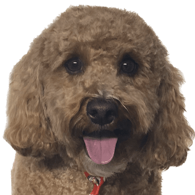 Pup's profile picture