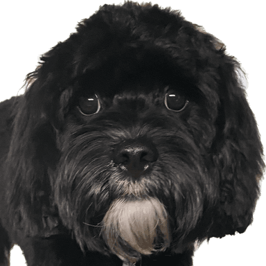 Pup's profile picture