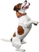 Cute spotted dog sitting up begging