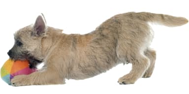 Cairn puppy with ball