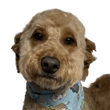 Pup's profile picture